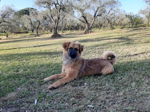 a brown dog laying in the grass in a field at Il Girasole B&B in Cretone