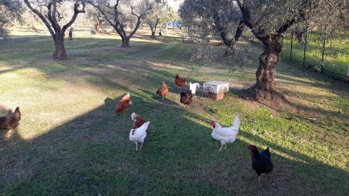 a group of chickens standing in the grass in a field at Il Girasole B&B in Cretone