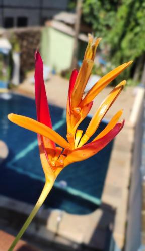 a red and yellow flower in front of a pool at POUSADA MAORI Boiçucanga in Boicucanga