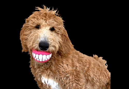 a brown dog with a big smile on its face at The Academy Hotel Colorado Springs in Colorado Springs