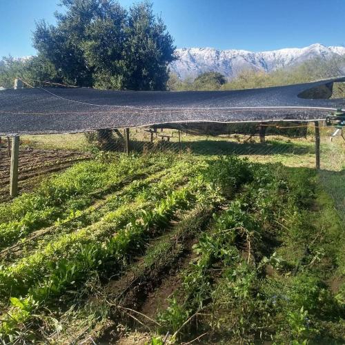 a field of crops with a road in the background at Tacko Huasi in San Javier