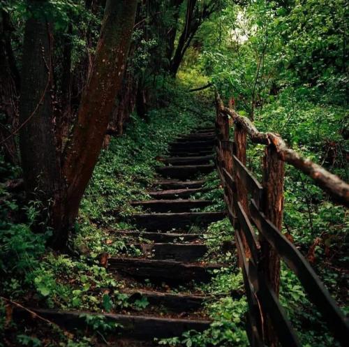 a set of stone stairs in a forest at Etno kuća Ostrvica in Varnice