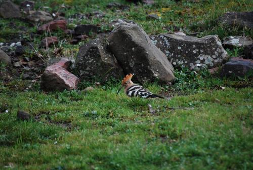 a bird sitting in the grass next to some rocks at Dryades Guesthouse in Áno Khóra