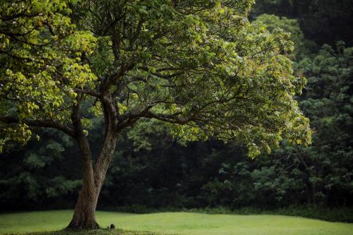 a tree in a field with a dog under it at The One Nanyuan in Xinpu