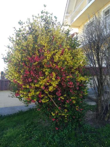 a bush with red and yellow flowers in front of a house at Manor Villa in Hévíz