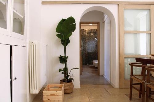 a plant in a room with a hallway at CASA ARCO BIANCO in Giovinazzo