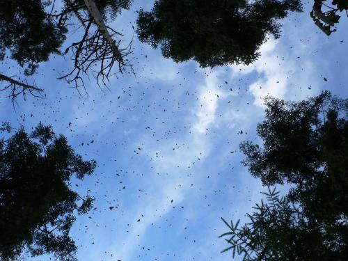 a blue sky filled with lots of trees at Hotel Rancho San Cayetano in Zitácuaro