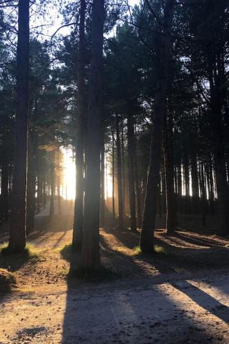 a forest with the sun shining through the trees at The Presbytery, Forres in Forres