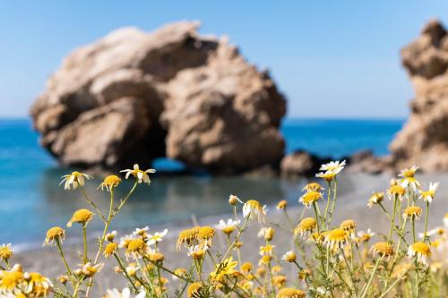 a field of yellow flowers on the beach at Sarakinas Residences in Myrtos