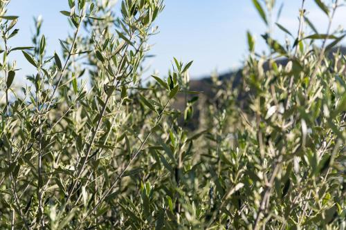 a field of green plants with a blue sky in the background at Sarakinas Residences in Myrtos