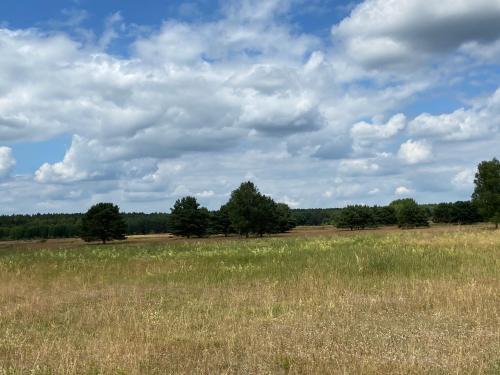 a field of grass with trees in the background at Waldwerk Wurlgrund Lychen in Lychen