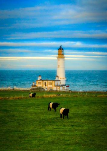 a group of cows grazing in front of a lighthouse at Corsewall Lighthouse Hotel in Kirkcolm