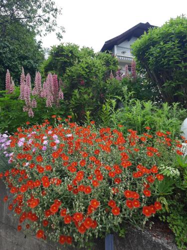 a bunch of flowers in a garden at Haus Franz in Millstatt