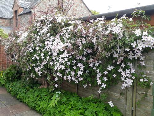 a bunch of white flowers on a fence at Cedar Villa Guest House in Inverness