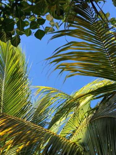 a group of palm trees with the sky in the background at Sunshine Hotel Little Corn Island in Little Corn Island