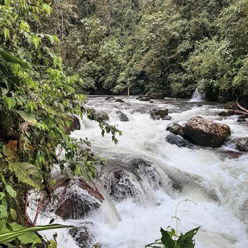 a river with rapids and rocks in a forest at Senz Chalet Riverside - Mindo in Mindo