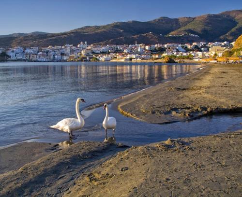 two birds standing on the shore of a body of water at Πλατανακι 1 Family Friendly in Andros