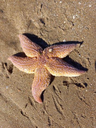 a starfish laying in the sand on the beach at VILLA CATHY in Dives-sur-Mer
