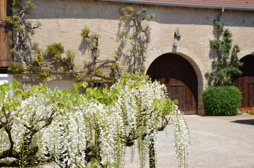 un bouquet de fleurs blanches devant un bâtiment dans l'établissement La ferme aux glycines, à Aillevans