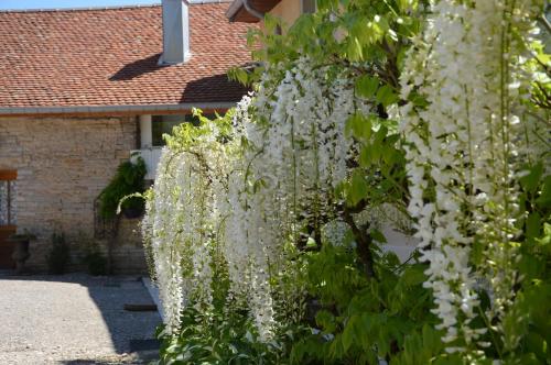 a bunch of white flowers hanging from a tree at La ferme aux glycines in Aillevans