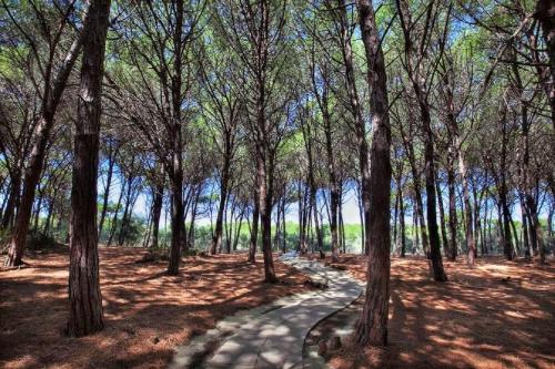 a path in the middle of a forest with trees at Pizzo Beach Club in Pizzo