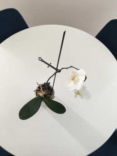a white table with two white flowers on it at Royal Residence in Visoko