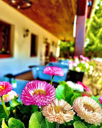 a group of pink flowers in a garden at Fakanalas Fogadó in Pásztó