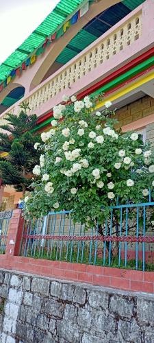 a bush of white roses on a fence at Ritu Raj Home Stay & Cafe in Malther