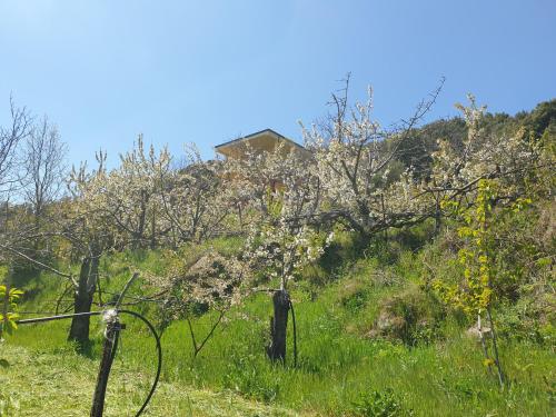 a hill with trees and a house in the background at Oasi del benessere in Ilbono