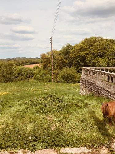 une vache debout dans un champ à côté d'un pont dans l'établissement Chambre du ru d ausson, à Châtel-Censoir