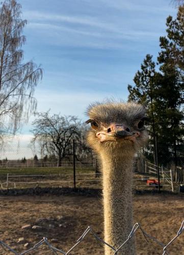 an ostrich is looking over a wire fence at Ragnar Glamp Milzkalne Forest in Rauda