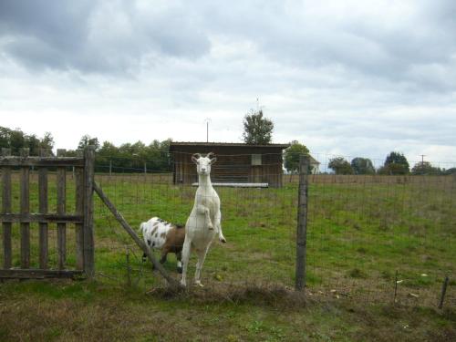 two sheep standing in a field next to a fence at APPARTEMENT LE DOMAINE DES LIBELLULES PROCHE WALIBI in Corbelin