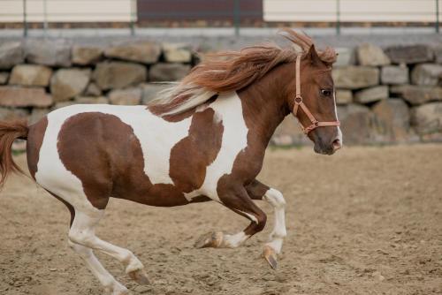 a brown and white horse running in the dirt at Zolota Gora Hotel-Rancho in Uzhhorod