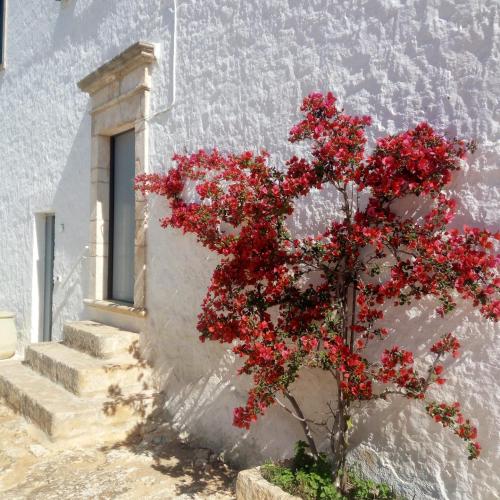 a plant with red flowers in front of a building at Masserie Maresca in Ostuni