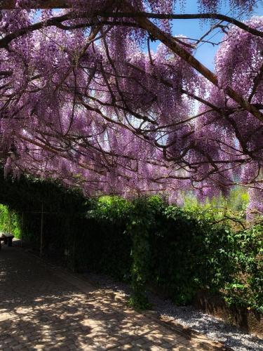 Κήπος έξω από το La Brezza del Pollino