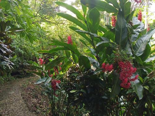 Wübu, Jungle Lodge – Photos 5
