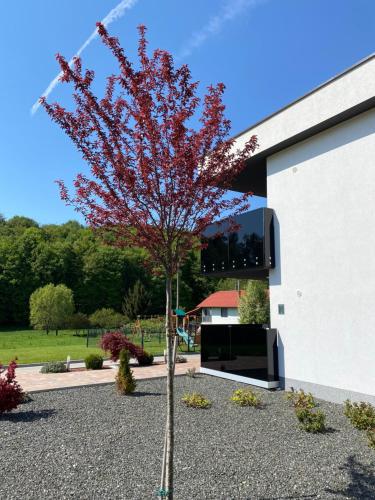 a tree with red leaves in front of a building at Apartments Dora Sveti Martin na Muri in Sveti Martin na Muri