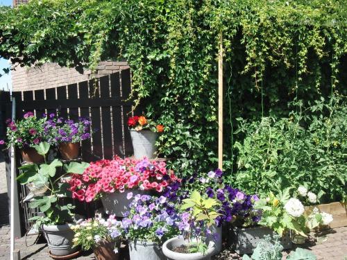 a garden filled with lots of different types of flowers at Huize de Weijde Blick in Wijk aan Zee