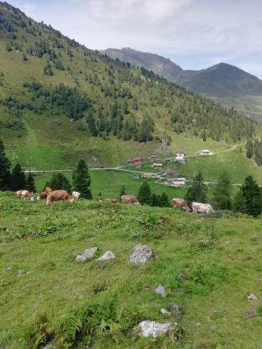 a herd of cows grazing on a grassy hill at Hotel Almhof in Hochfugen