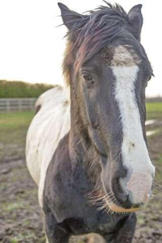 a black and white horse standing in a field at Skipbridge farm glamping in York