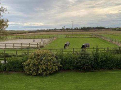 a group of elephants grazing in a field at Southview farm in Halsham
