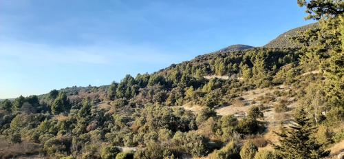 a mountain covered in trees with a blue sky at Luxurious Provencal Village House, Walk to Village Pool in Rustrel