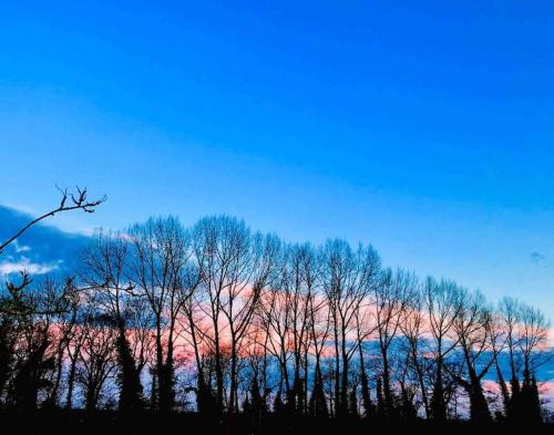 a group of trees in front of a sunset at Moors Wood Relaxing ,Tranquil retreat with Hot Tub in Chippenham