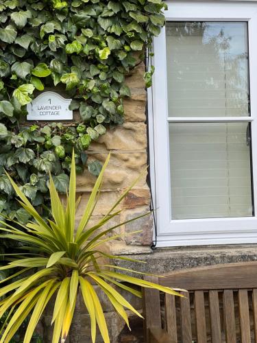 a plant in front of a house with a window at Lavender Cottage in Ripon