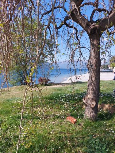 a tree sitting in the grass next to a beach at Casa Vacanza Nonno Gigi in Mandello del Lario