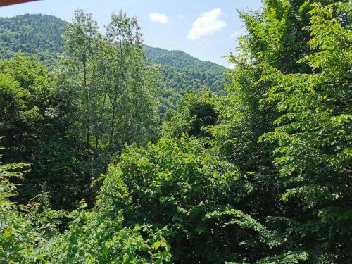a forest of trees with mountains in the background at Cabana lucia in Tarcău-Gheuca