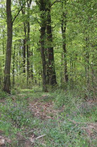 a forest filled with lots of trees and green grass at Apartman Normanci near Bizovac thermal spa in Normanci