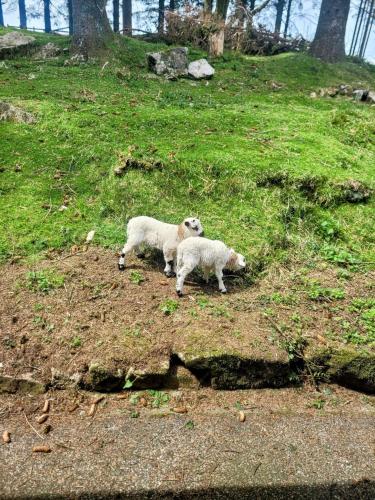two sheep standing on top of a grassy hill at Wheal Tor Hotel & Glamping in Liskeard