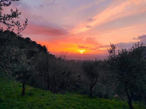 a sunset on a hill with trees in a field at B&B Rosso Baccara in Montevettolini