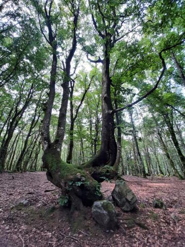 a tree with moss growing on its roots in a forest at Cabane du Druide Domaine de Fangorn in Glux
